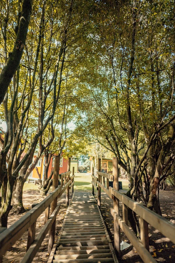 Caminos para descubrir en el Colegio Alborada