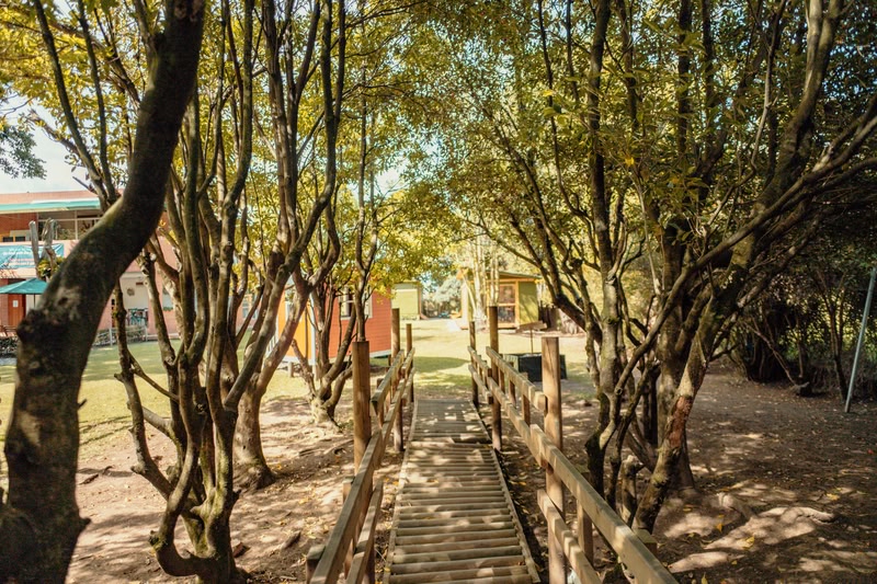 Bosque y movimiento en el Colegio Alborada
